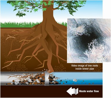 roots clogging sewer drain
